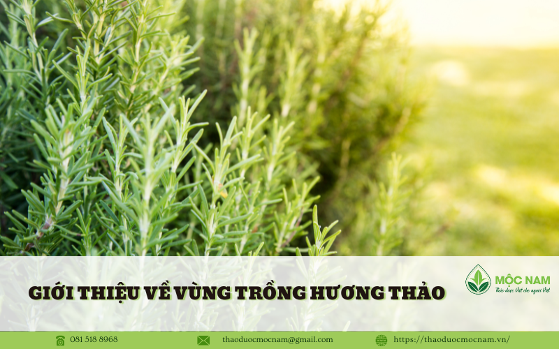 Khám Phá Vùng Trồng Hương Thảo Tại Bắc Giang