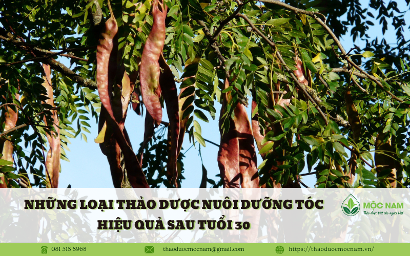 Những loại thảo dược nuôi dưỡng tóc hiệu quả sau tuổi 30
