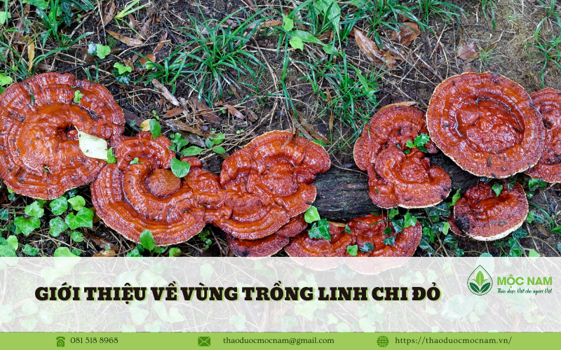 Đắk Lắk - Vùng Trồng Nấm Linh Chi Tự Nhiên