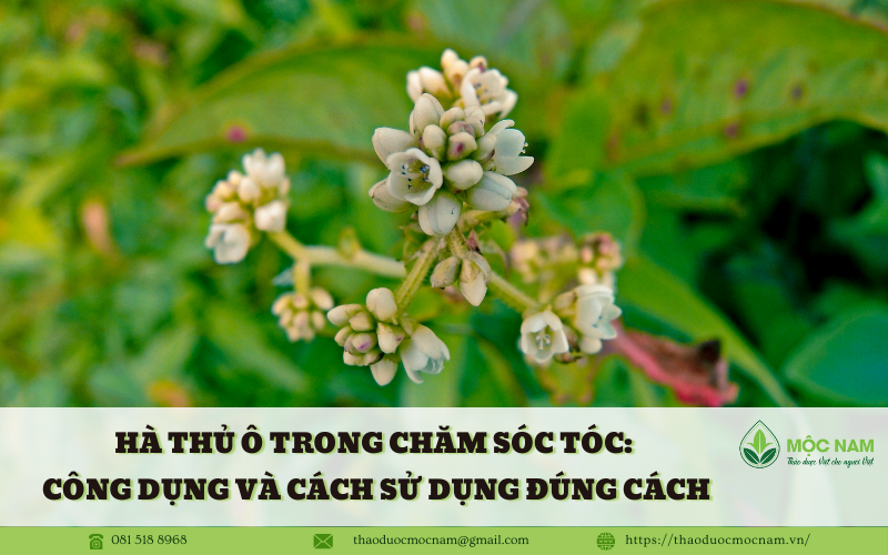 Hà Thủ Ô trong Chăm Sóc Tóc: Công Dụng và Cách Sử Dụng Đúng Cách