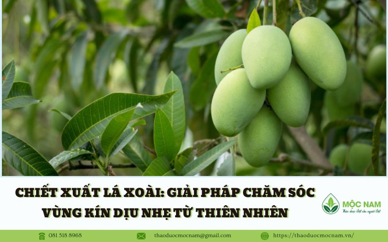 Chiết xuất lá xoài: Giải pháp chăm sóc vùng kín dịu nhẹ từ thiên nhiên