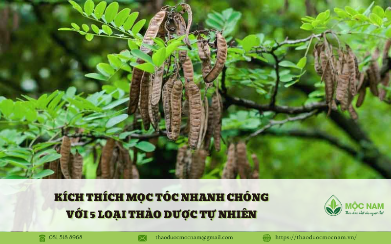 Kích thích mọc tóc với 5 loại thảo dược tự nhiên