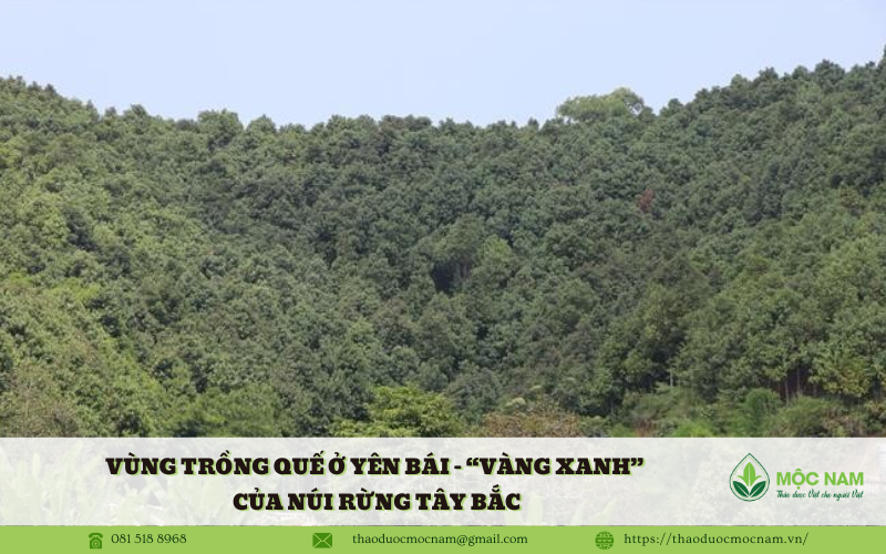 Vùng trồng quế ở yên bái – “Vàng xanh” của núi rừng Tây Bắc