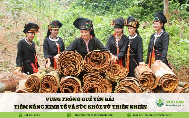 Vùng trồng quế Yên Bái – Tiềm năng kinh tế và sức khỏe từ thiên nhiên