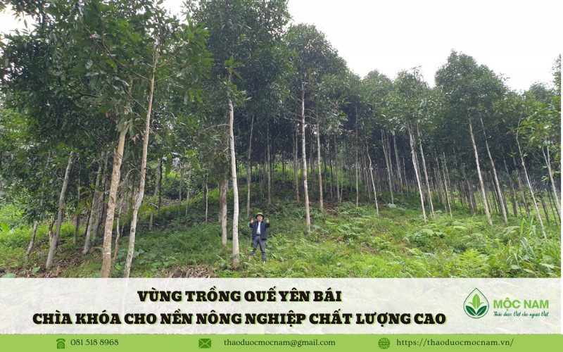 Vùng trồng quế Yên Bái – chìa khóa cho nền nông nghiệp xanh và dược liệu chất lượng cao
