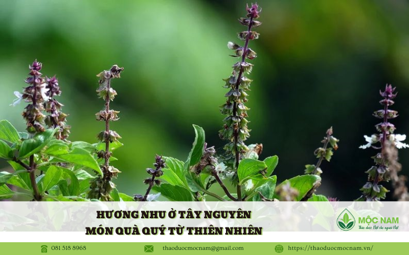 Hương nhu ở Tây Nguyên – món quà quý từ thiên nhiên