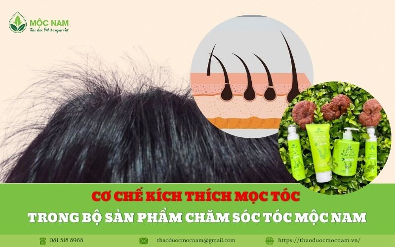 Cơ chế kích thích mọc tóc trong bộ sản phẩm chăm sóc tóc Mộc Nam