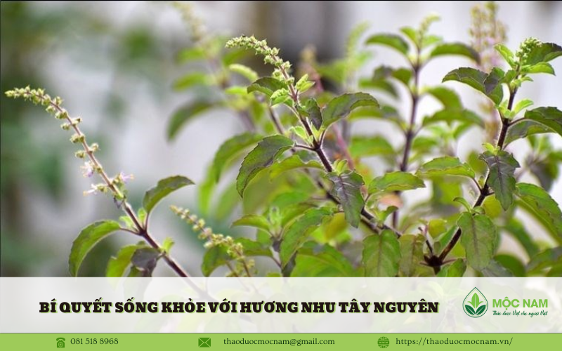 Bí quyết sống khỏe với Hương Nhu Tây Nguyên