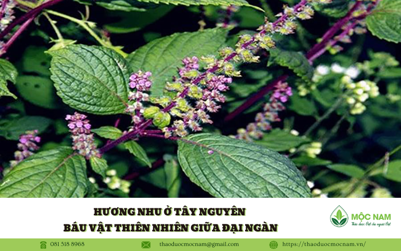 Hương Nhu ở Tây Nguyên – Báu vật thiên nhiên giữa đại ngàn
