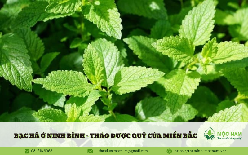 Bạc hà ở Ninh Bình – Thảo dược quý của miền Bắc