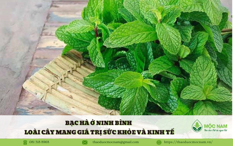 Bạc Hà ở Ninh Bình – Loài cây mang giá trị sức khỏe và kinh tế