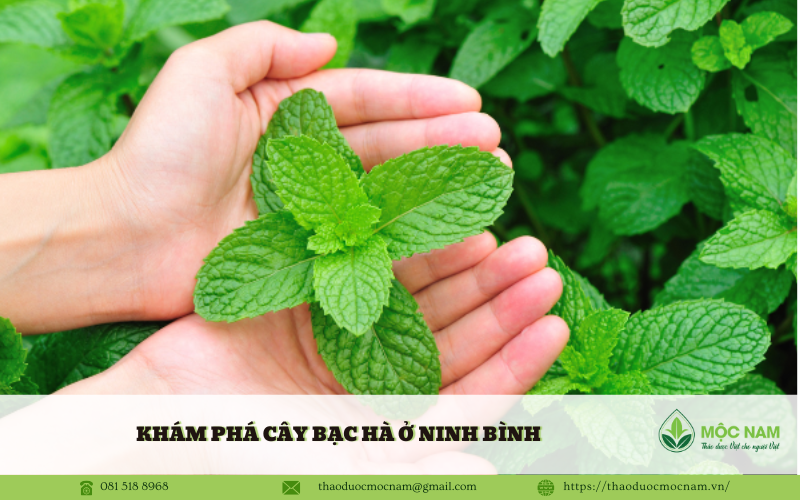 Khám phá cây bạc hà ở Ninh Bình 