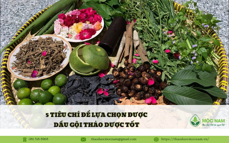 5 Tiêu chí để lựa chọn được dầu gội thảo dược tốt 