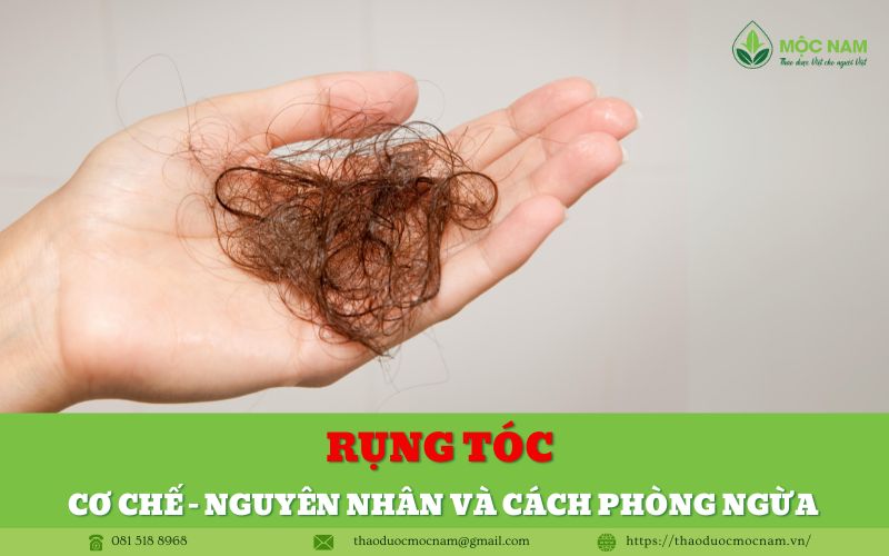 Rụng tóc: Cơ chế - nguyên nhân và cách phòng ngừa hạn chế tình trạng rụng tóc