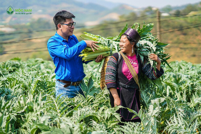 Vùng trồng actiso TraphacoSapa