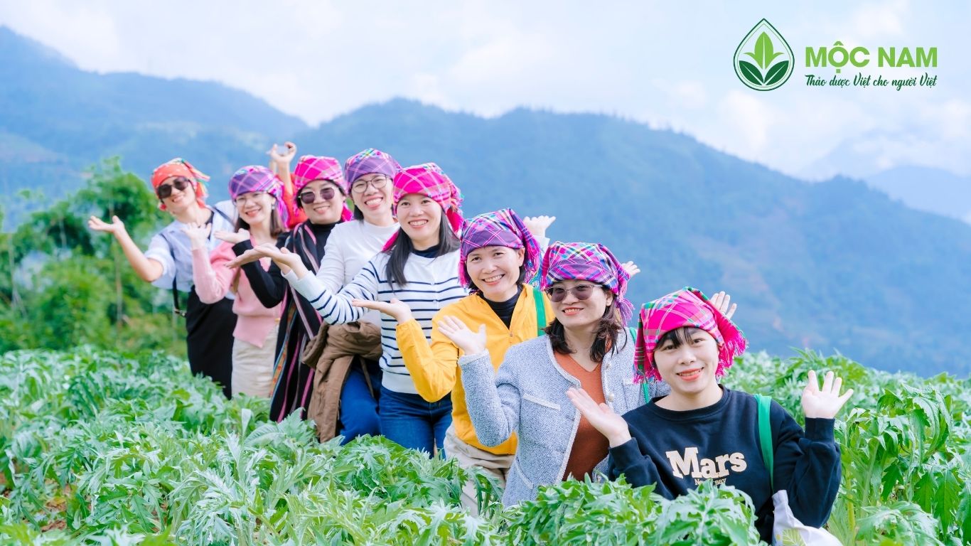 Mộc Nam Tour 2025 – Thăm quan vùng trồng Actiso Sapa: Hành trình trở về cội nguồn của những giá trị xanh