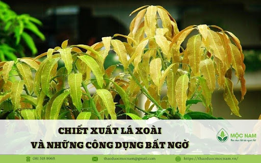 Chiết xuất lá xoài và những công dụng bất ngờ