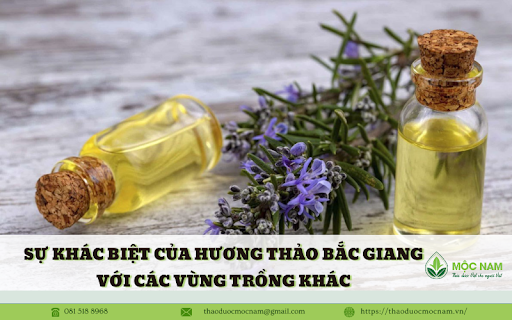 Sự khác biệt của hương thảo Bắc Giang với các vùng trồng khác