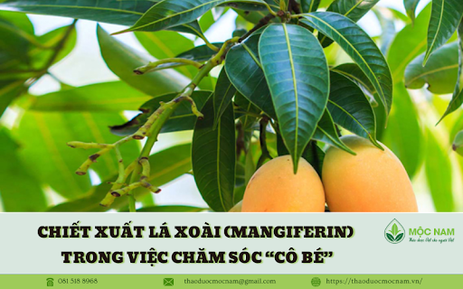 Công dụng của chiết xuất lá xoài (Mangiferin) trong việc chăm sóc “cô bé”