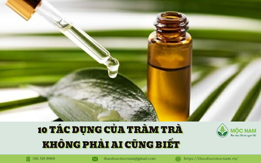 10 Tác dụng của tràm trà không phải ai cũng biết