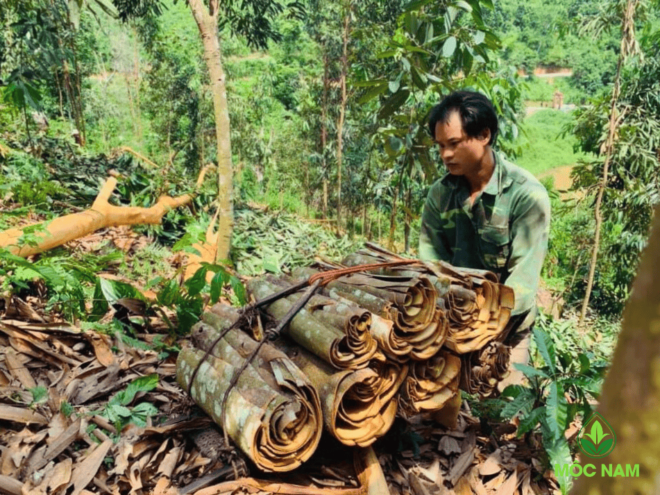 Thủ phủ của của cây Quế Việt.