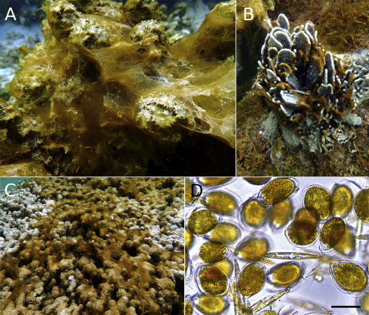 Series “Lật hồ” (T2): xử lý Dino