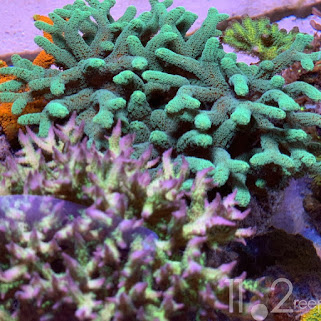 San hô tổ chim (Birdnest Coral) - Seriatopora