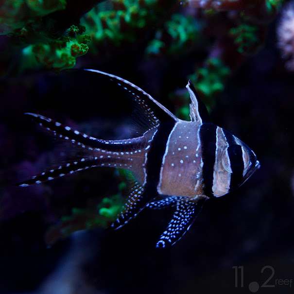 Cá Banggai - Banggai Cardinalfish