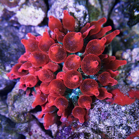 Hải quỳ vú - Bubble Tip Anemone