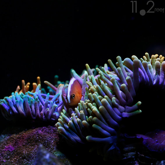 Cá hề - Amphiprion sandaracinos