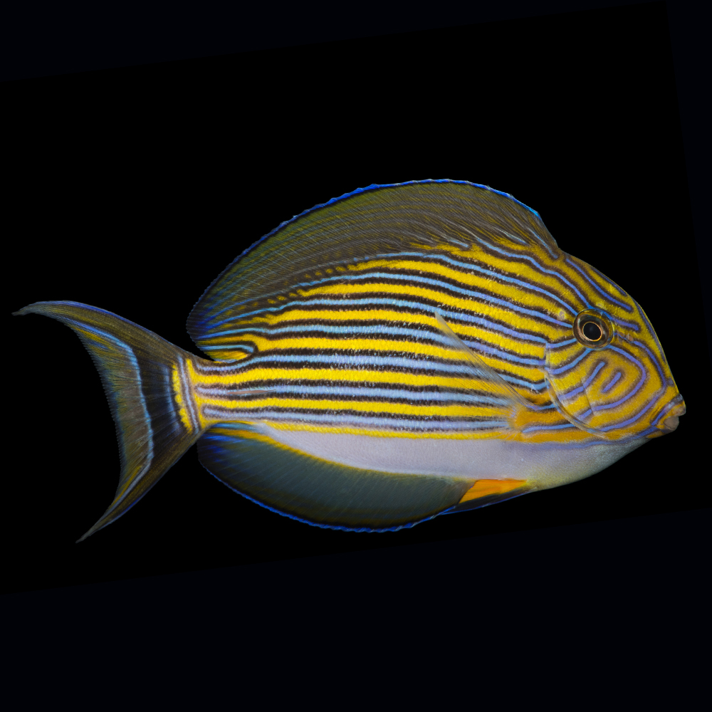 Cá Bá Tước – Clown Tang