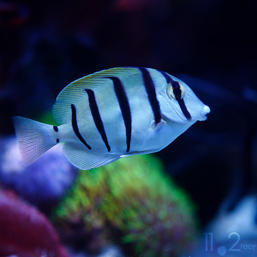 Cá nẻ sọc - Convict tang