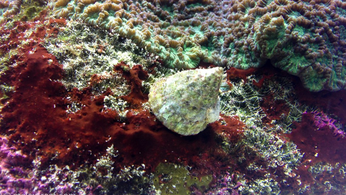 Series “Lật hồ” (T3): Xử lý Cyano