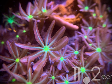Daisy Polyps Coral - Knopia Octocontacanlis