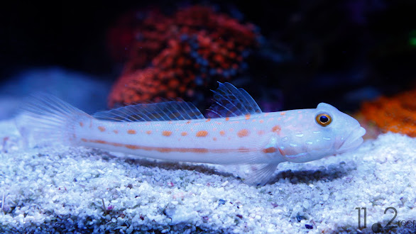 Bống kim cương - Valenciennea puellaris