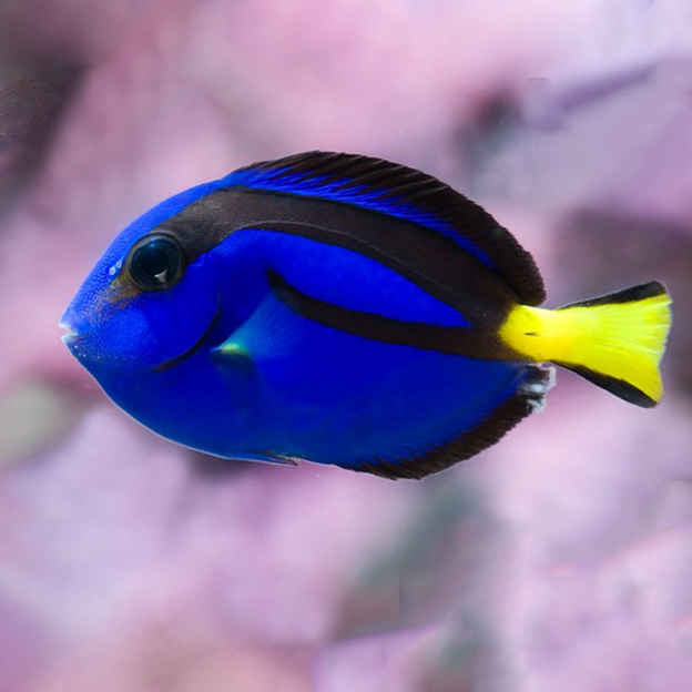 Cá nẻ xanh (Blue Tang)