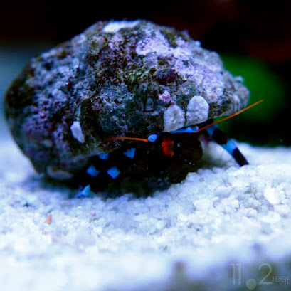 Electric Blue Hermit Crab - Calcinus elegans