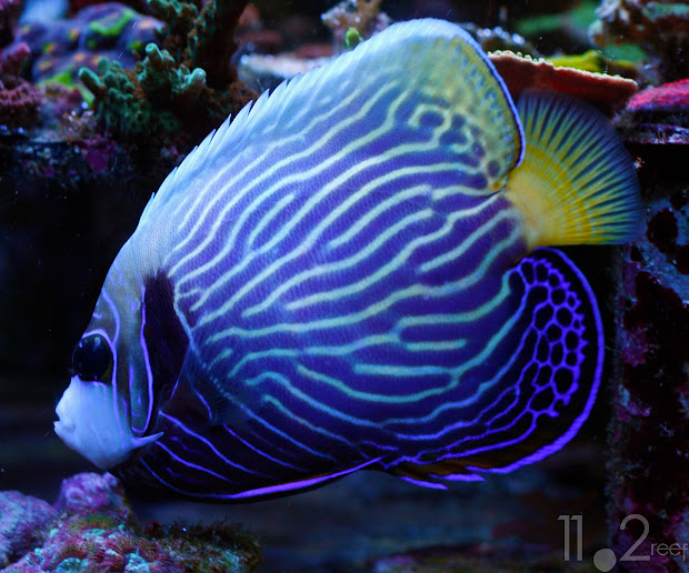 Cá Hoàng đế - Emperor Angelfish