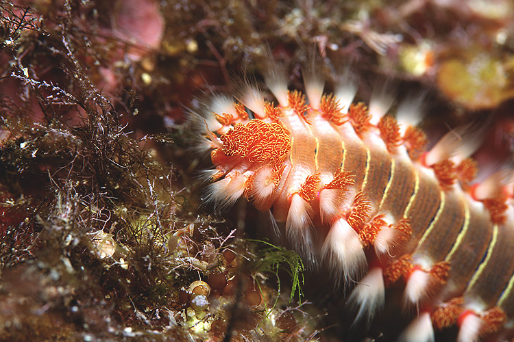 Các “sinh vật lạ” thường gặp