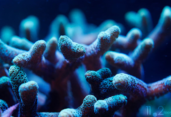 Các loại san hô tổ chim có mặt tại Việt Nam (tiếp tục cập nhật)