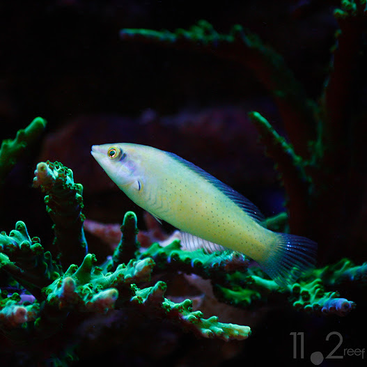 Cá mó xanh - Green Wrasse (Halichoeres chloropterus)