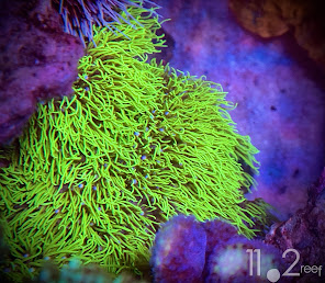 Green Star Polyps Coral - Pachyclavularia Violacea