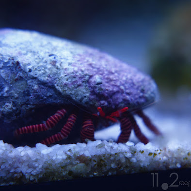 Halloween Hermit Crab - Ciliopagurus strigatus