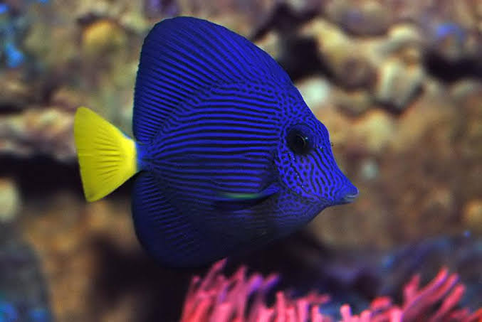 Purple Tang (Tang Tím)