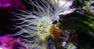 Series “Lật hồ” (T1): xử lý Aiptasia