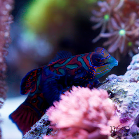 Cá trạng nguyên - Mandarinfish