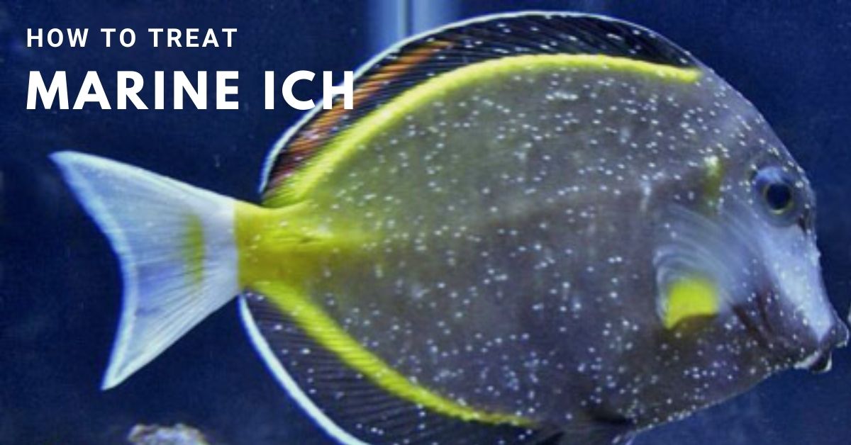 Fish health (Tập 2): Nấm trắng – Ich