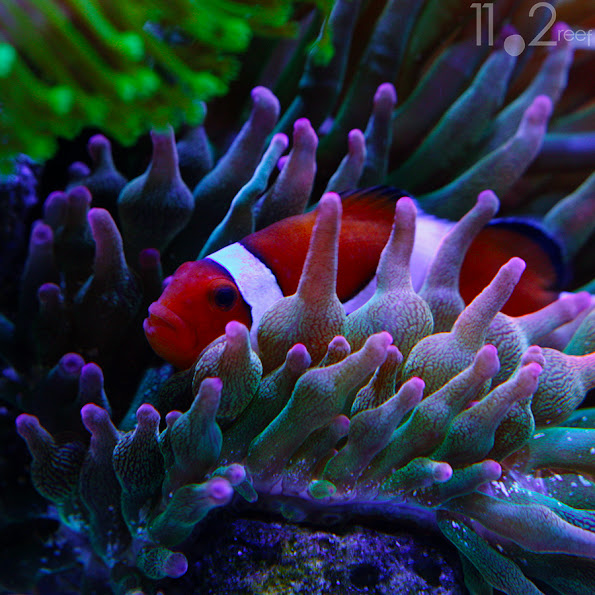 Cá hề - Ocellaris Clownfish