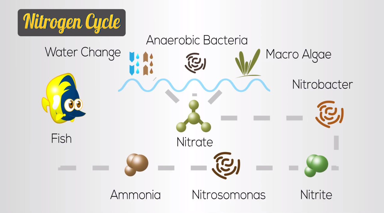 Khởi đầu (T1): Nitrogen Cycle