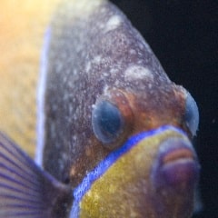 Fish health (Tập 1): Velvet – nỗi kinh hoàng